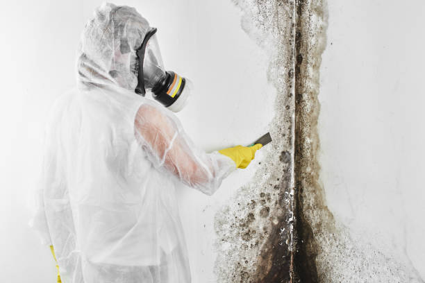 Best Crawl Space Mold Removal  in Greenville, AL