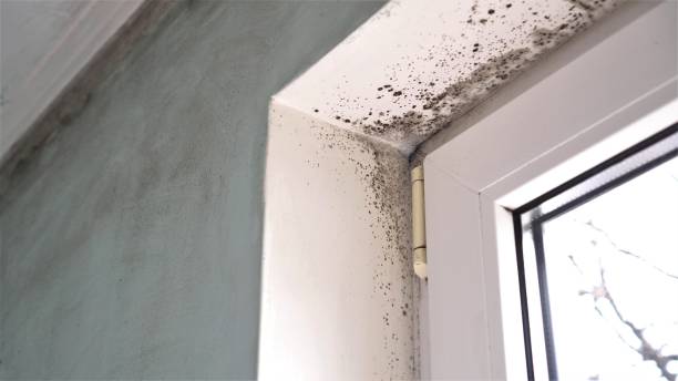 Best Black Mold Removal  in Greenville, AL