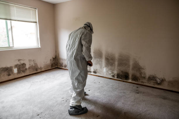 Best Mold Removal Process  in Greenville, AL
