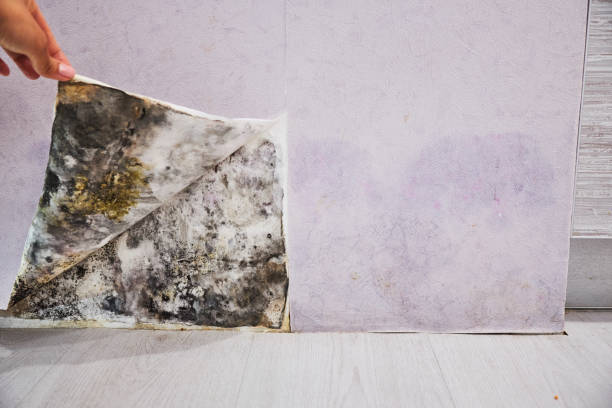 Best Local Mold Removal Service  in Greenville, AL